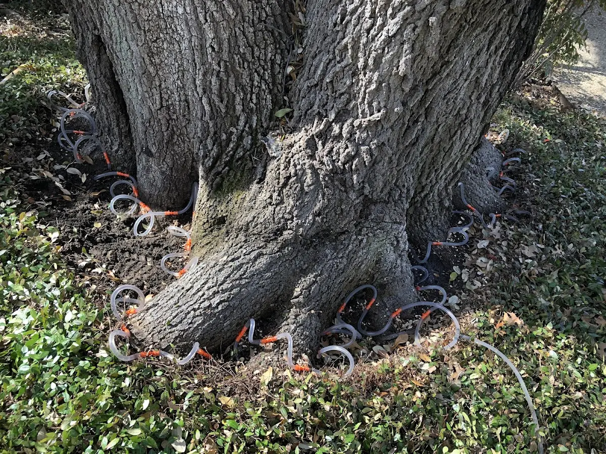 Detailed Shrub and Hedge Trimming job site in Sherman