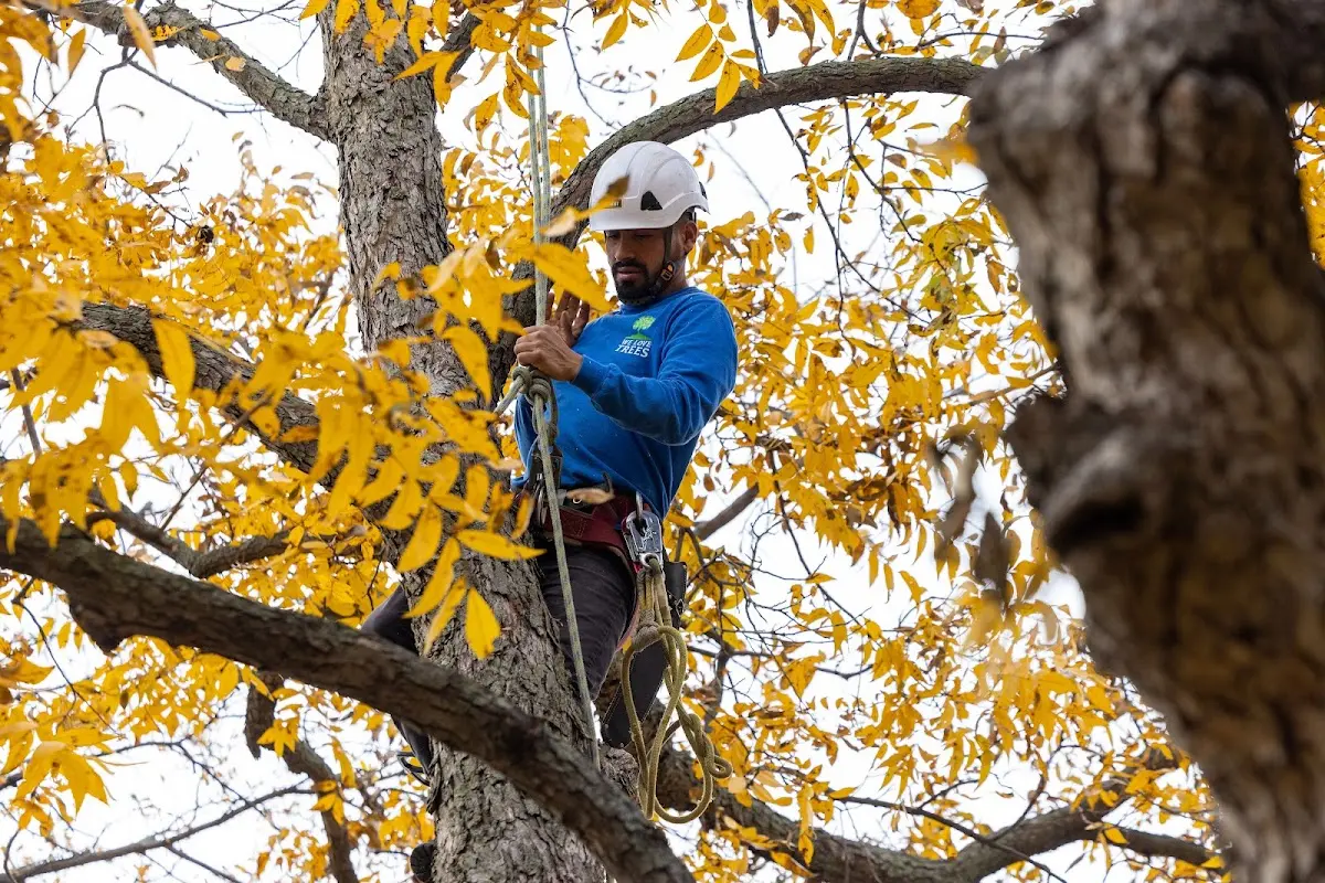 Skilled Tree Pruning crew working in Sherman